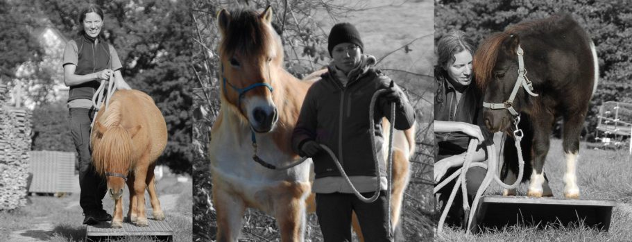 Mensch und Pferd im Führungskräfte Training Pferd und Mensch auf einer Wippe, symbolisiert Vertrauensbildung und Kommunikation im pferdegestützten Coaching